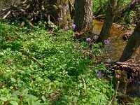 Cardamine bulbifera 27, Bolletjeskers, Saxifraga-Hans Grotenhuis