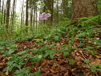 Cardamine bulbifera 29, Bolletjeskers, Saxifraga-Hans Grotenhuis