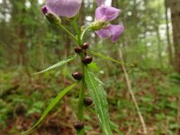 Cardamine bulbifera 30, Bolletjeskers, Saxifraga-Hans Grotenhuis