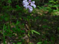 Cardamine bulbifera 4, Bolletjeskers, Saxifraga-Ed Stikvoort