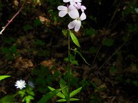 Cardamine bulbifera 5, Bolletjeskers, Saxifraga-Ed Stikvoort