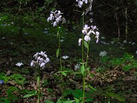 Cardamine bulbifera 6, Bolletjeskers, Saxifraga-Ed Stikvoort