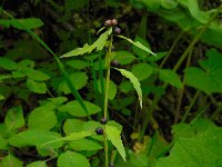Cardamine bulbifera 8, Bolletjeskers, Saxifraga-Ed Stikvoort