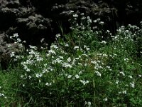 Cardamine caldeirarum 3, Saxifraga-Ed Stikvoort