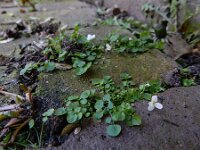 Cardamine corymbosa 10, Nieuw-Zeelandse veldkers, Saxifraga-Ed Stikvoort