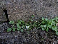 Cardamine corymbosa 14, Nieuw-Zeelandse veldkers, Saxifraga-Ed Stikvoort