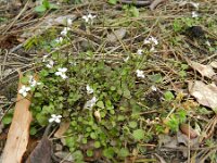 Cardamine corymbosa 2, Nieuw-Zeelandse veldkers, Saxifraga-Rutger Barendse