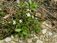 Cardamine corymbosa 3, Nieuw-Zeelandse veldkers, Saxifraga-Rutger Barendse