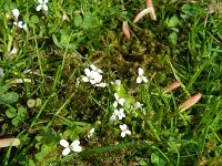 Cardamine corymbosa 4, Nieuw-Zeelandse veldkers, Saxifraga-Rutger Barendse