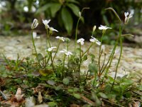 Cardamine corymbosa 5, Nieuw-Zeelandse veldkers, Saxifraga-Rutger Barendse