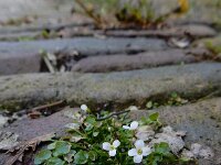 Cardamine corymbosa 9, Nieuw-Zeelandse veldkers, Saxifraga-Ed Stikvoort