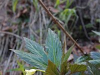 Cardamine enneaphyllos
