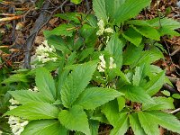 Cardamine enneaphyllos 4, Saxifraga-Rutger Barendse