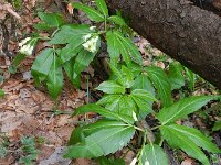 Cardamine enneaphyllos 6, Saxifraga-Rutger Barendse
