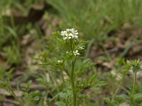 Cardamine flexuosa, Greater Bitter-cress
