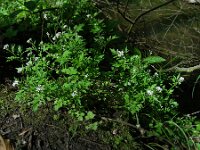 Cardamine flexuosa 13, Bosveldkers, Saxifraga-Ed Stikvoort