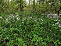 Cardamine flexuosa 14, Bosveldkers, Saxifraga-Hans Boll