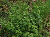 Cardamine flexuosa 15, Bosveldkers, Saxifraga-Hans Boll