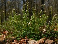Cardamine flexuosa 17, Bosveldkers, Saxifraga-Ed Stikvoort