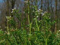 Cardamine flexuosa 18, Bosveldkers, Saxifraga-Ed Stikvoort