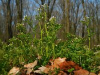 Cardamine flexuosa 19, Bosveldkers, Saxifraga-Ed Stikvoort