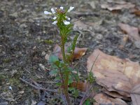 Cardamine flexuosa 20, Bosveldkers, Saxifraga-Ed Stikvoort