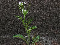 Cardamine flexuosa 23, Bosveldkers, Saxifraga-Ed Stikvoort