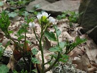 Cardamine graeca