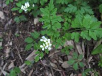 Cardamine graeca 2, Saxifraga-Jasenka Topic