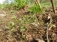 Cardamine hamiltonii