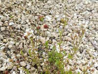Cardamine hamiltonii 2, Aziatische veldkers, Saxifraga-Rutger Barendse