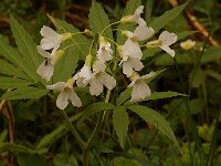 Cardamine heptaphylla, Pinnate Coralroot
