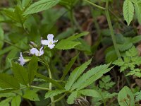 Cardamine heptaphylla 14, Saxifraga-Jan Nijendijk