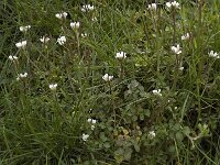Cardamine hirsuta, Hairy Bitter-cress
