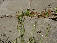Cardamine hirsuta 10, Kleine veldkers, Saxifraga-Ed Stikvoort