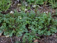 Cardamine hirsuta 11, Kleine veldkers, Saxifraga-Ed Stikvoort