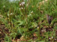Cardamine hirsuta 12, Kleine veldkers, Saxifraga-Ed Stikvoort