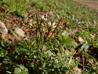 Cardamine hirsuta 13, Kleine veldkers, Saxifraga-Ed Stikvoort
