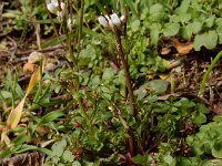 Cardamine hirsuta 14, Kleine veldkers, Saxifraga-Ed Stikvoort