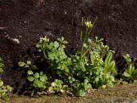 Cardamine hirsuta 15, Kleine veldkers, Saxifraga-Ed Stikvoort