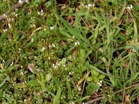 Cardamine hirsuta 16, Kleine veldkers, Saxifraga-Ed Stikvoort