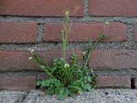 Cardamine hirsuta 19, Kleine veldkers, Saxifraga-Ed Stikvoort
