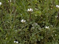 Cardamine hirsuta 2, Kleine veldkers, Saxifraga-Willem van Kruijsbergen
