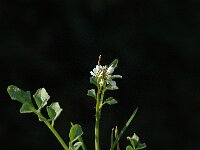 Cardamine hirsuta 3, Kleine veldkers, Saxifraga-Jan van der Straaten
