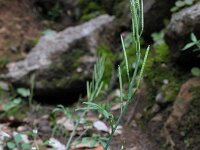 Cardamine hirsuta 6, Kleine veldkers, Saxifraga-Rutger Barendse