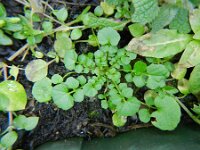 Cardamine hirsuta 7, Kleine veldkers, Saxifraga-Rutger Barendse