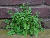 Cardamine hirsuta 8, Kleine veldkers, Saxifraga-Ed Stikvoort