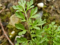 Cardamine impatiens 11, Springzaadveldkers, Saxifraga-Rutger Barendse