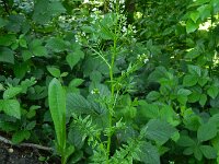 Cardamine impatiens 14, Springzaadveldkers, Saxifraga-Rutger Barendse