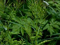 Cardamine impatiens 17, Springzaadveldkers, Saxifraga-Ed Stikvoort